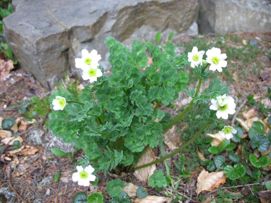 Рутовник семена купить