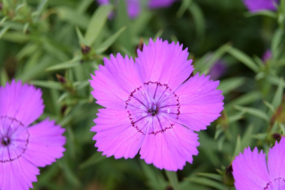 Рыжик семейство крестоцветные