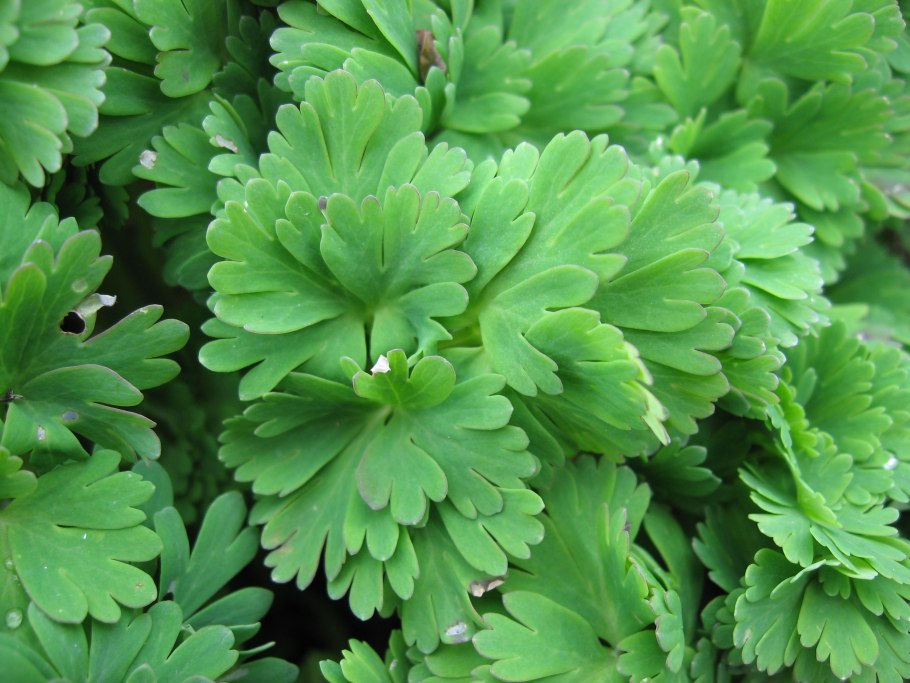 Лютик ботаника