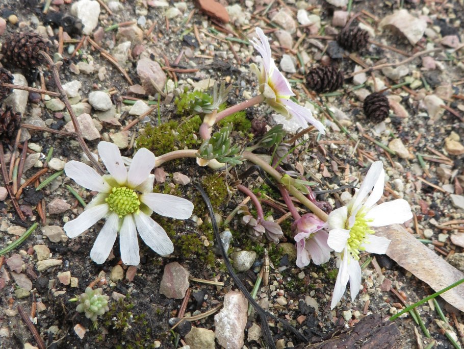 Рутовник Callianthemum кориандролистный coriandrifolium