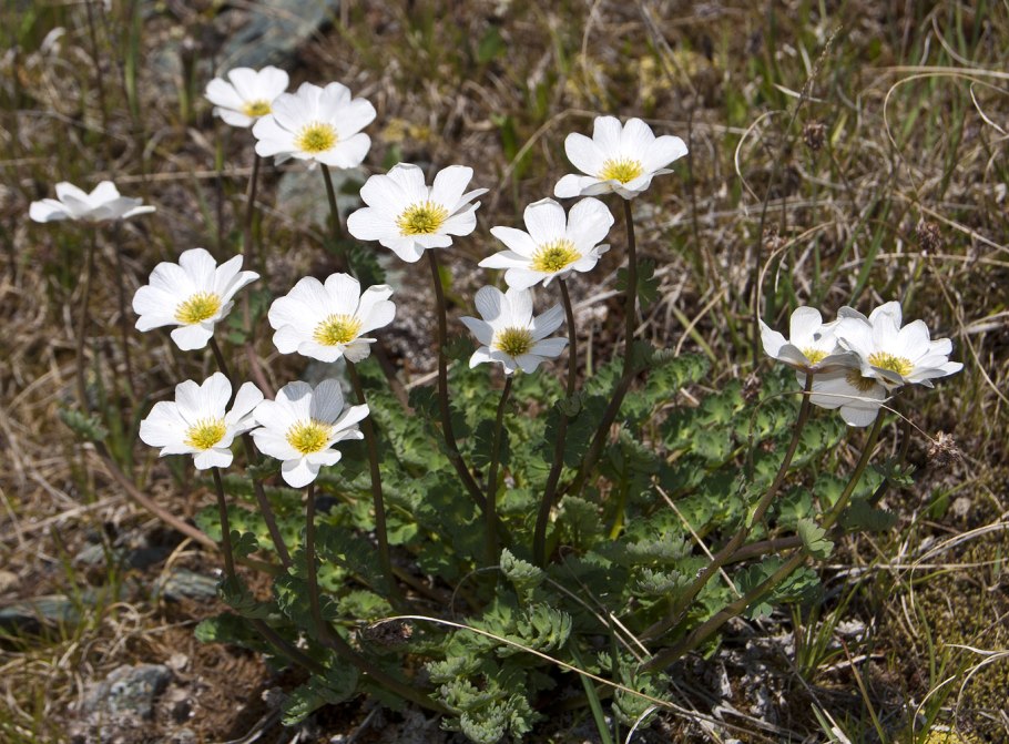 Рутовник Саянский