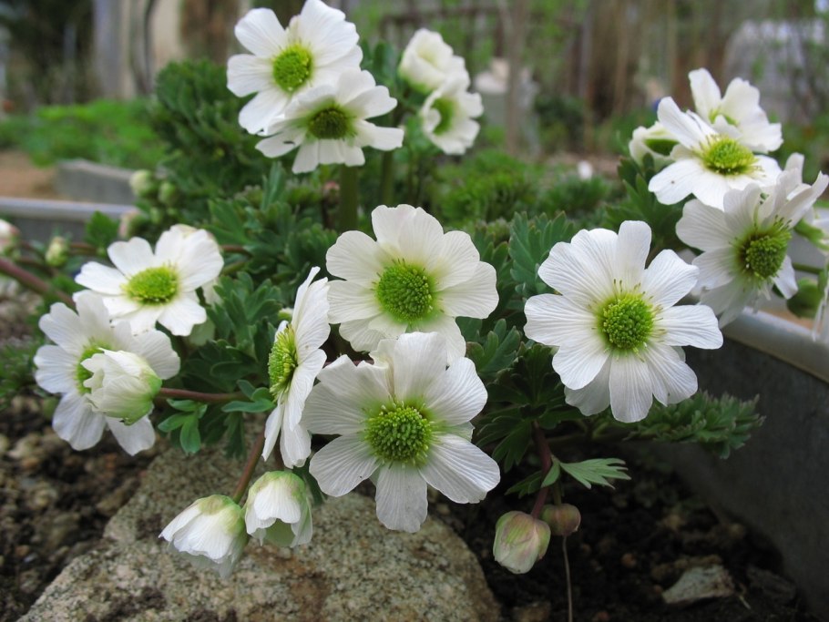 Рутовник Фаррера