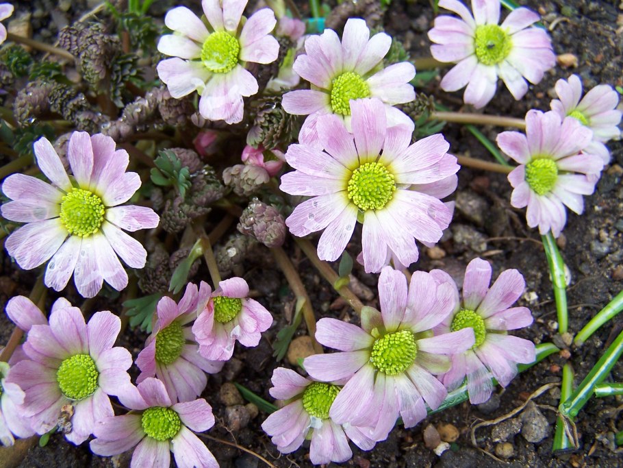 Callianthemum sajanense