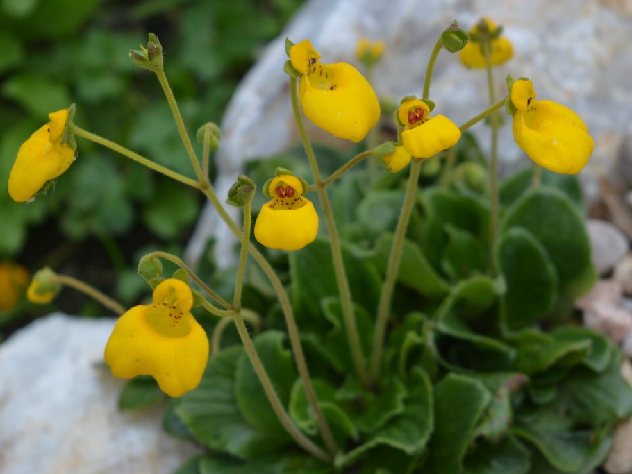 Полемониум небосвод полемониум Синюха Лазурная