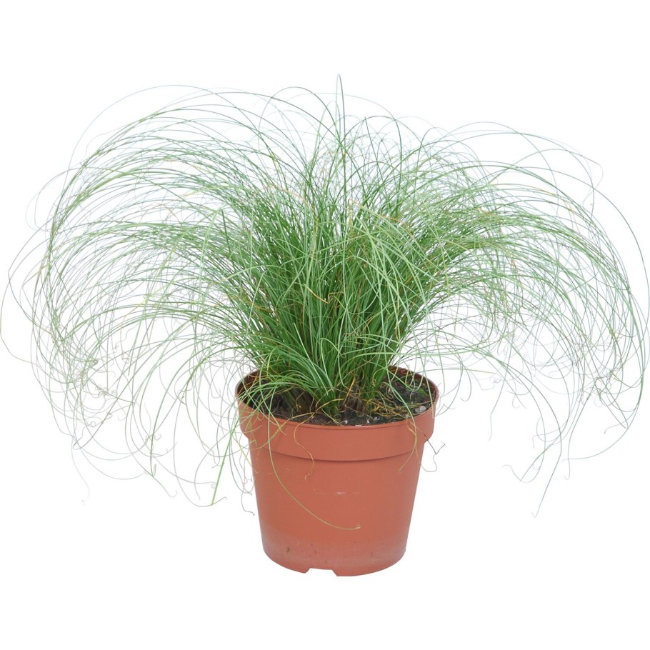 Осока косматая Bronze