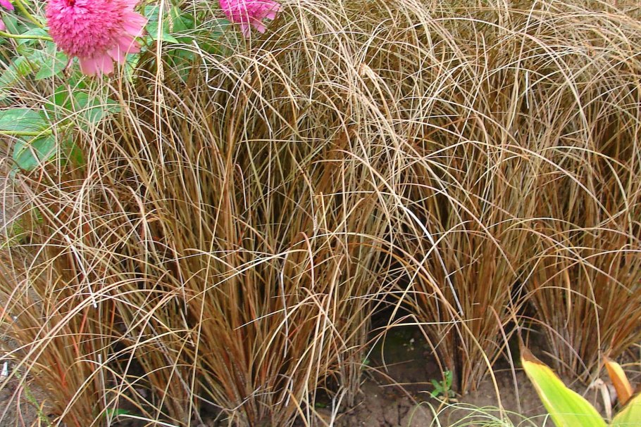 Осока Болотная Carex acutiformis