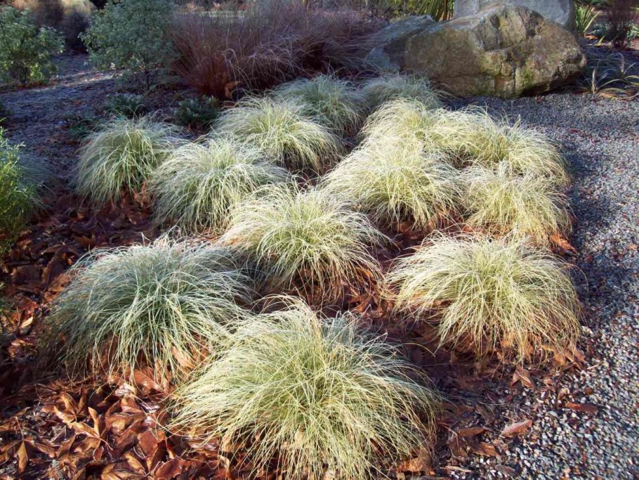 Осока косматая Bronze