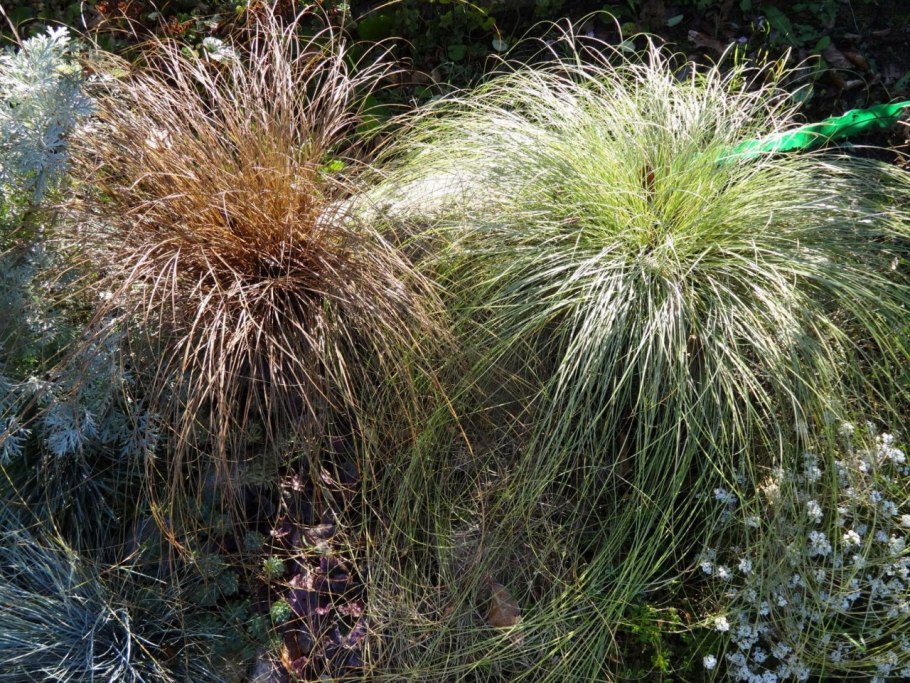 Осока власовидная