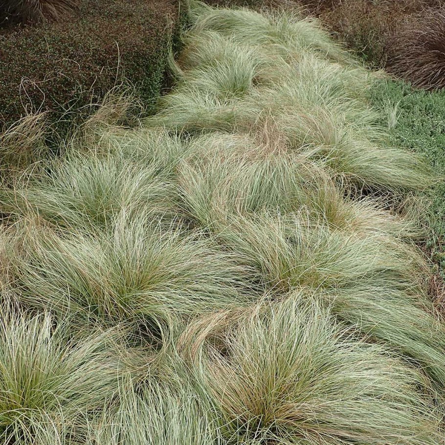 Осока власовидная Frosted Curls