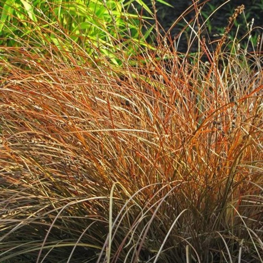 Осока Prairie Fire