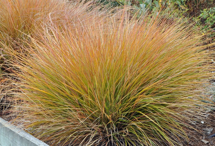 Осока Арнелла