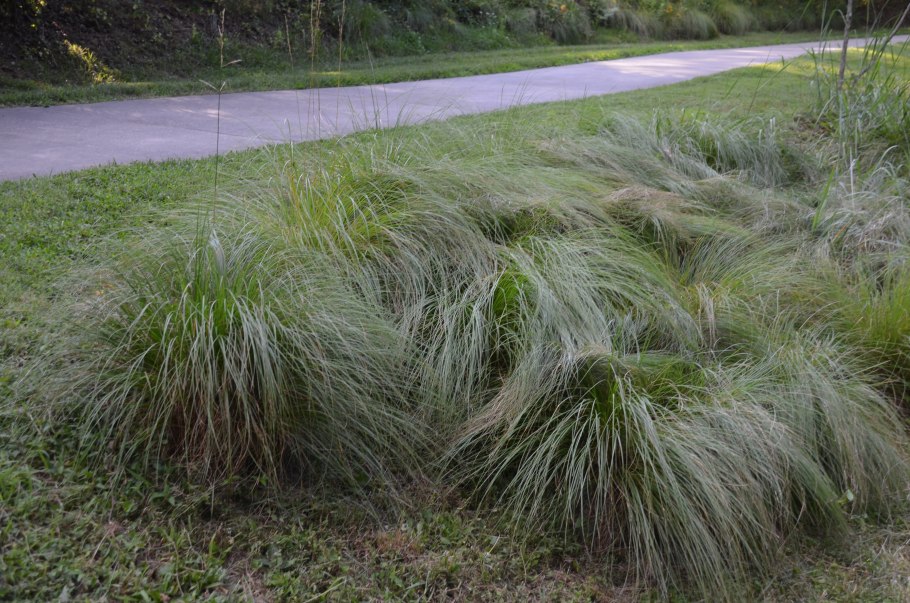 Осока Фростед Карлс