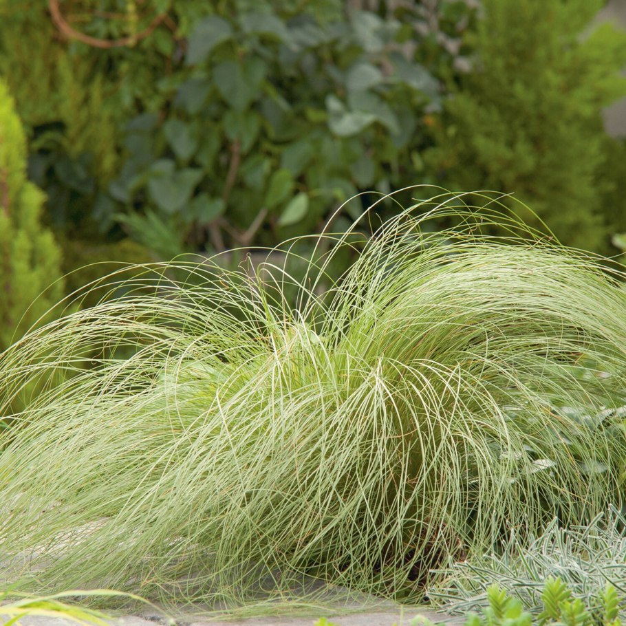 Осока власовидная Frosted Curls Carex Comans