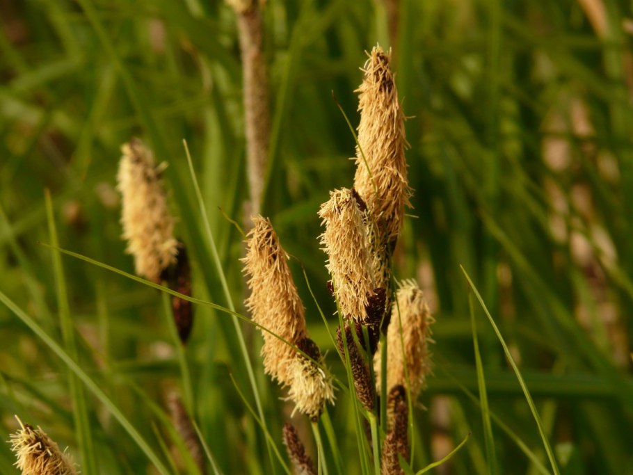 Carex acutiformis