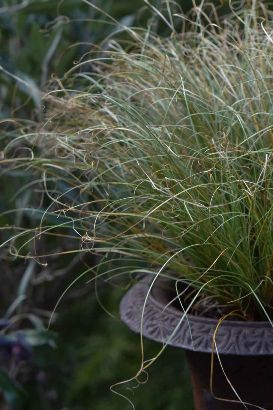 Осока ложносытевая/ Carex pseudocyperus