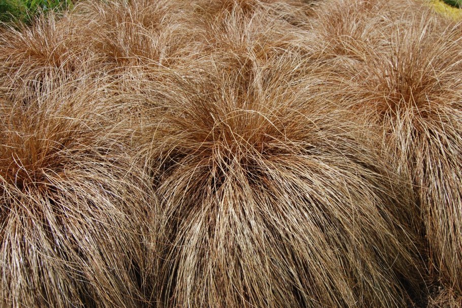 Осока Полевая