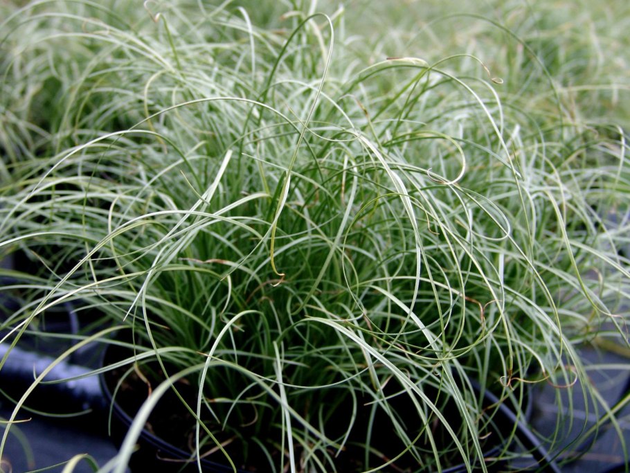 Осока малоплодная