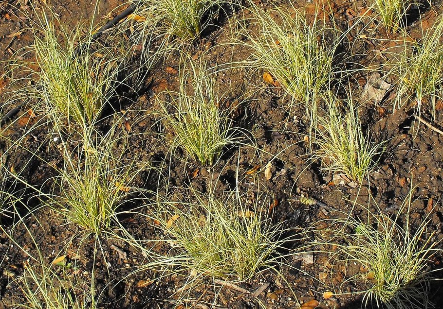 Осока власовидная Bronze