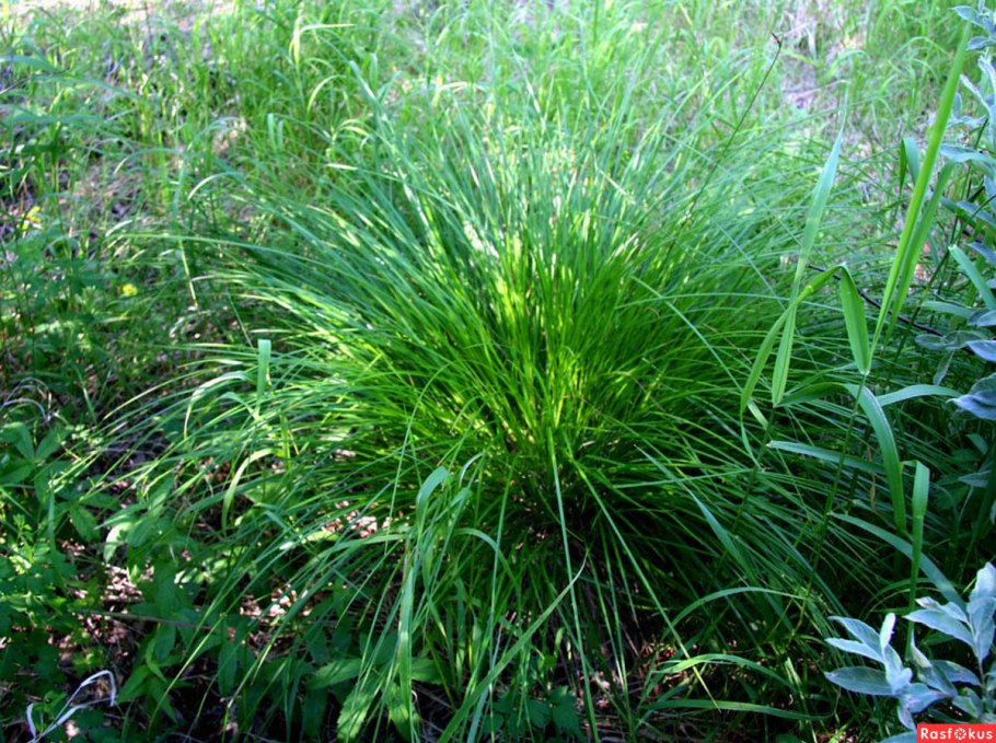 Осока волосовидная (волосы ангела)