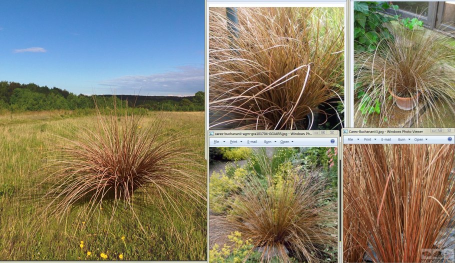 Осока гвоздичная Биттллз