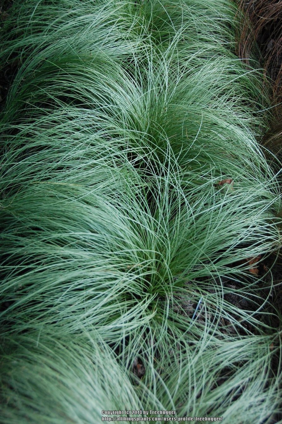 Осока власовидная (Carex Comans) Amazon Mist