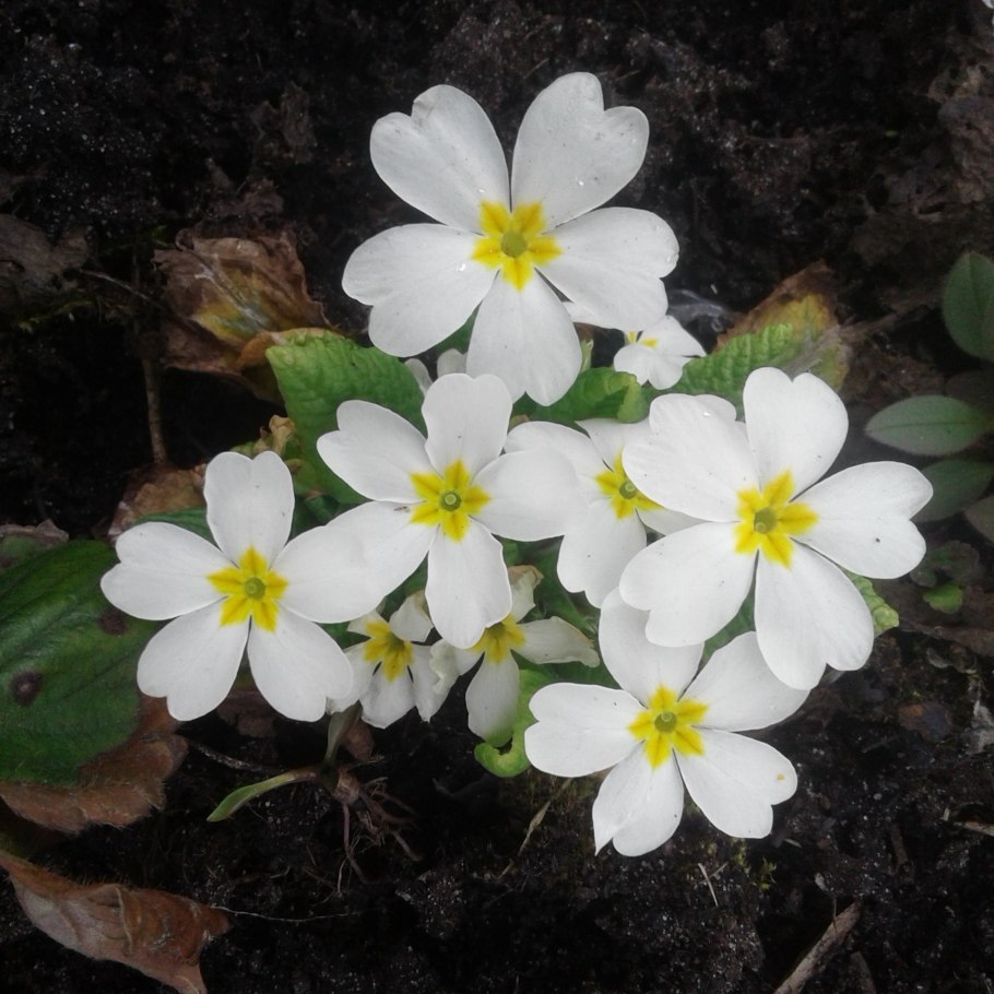 Primula sinensis Fenotipik 15-20