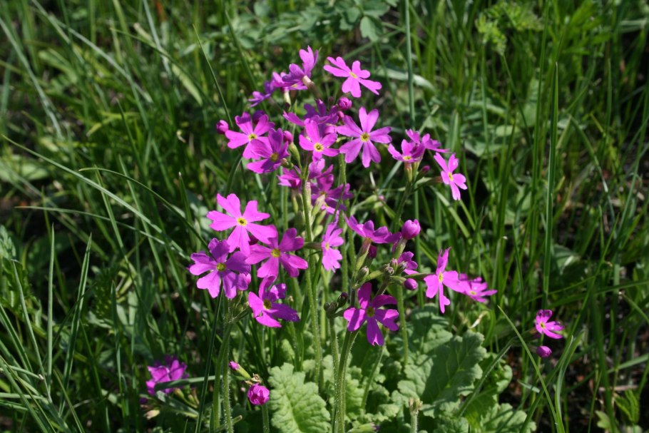 Первоцвет кортузовидный