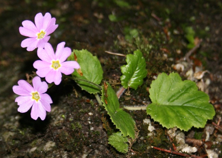 Лилейный цветок примула