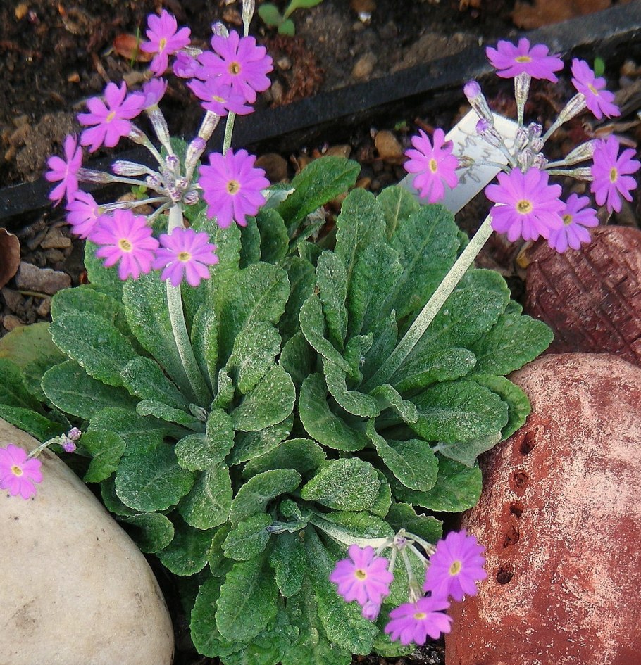 Первоцвет кьюйский (примула)