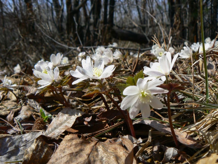 Байкальские первоцветы