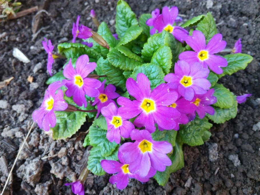 Съедобные травы Краснодарского края