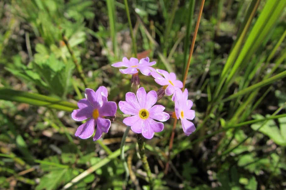 Первоцвет крупночашечный