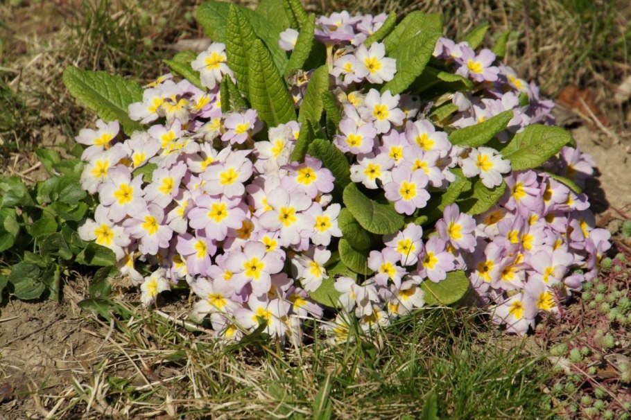 Примула соцветие