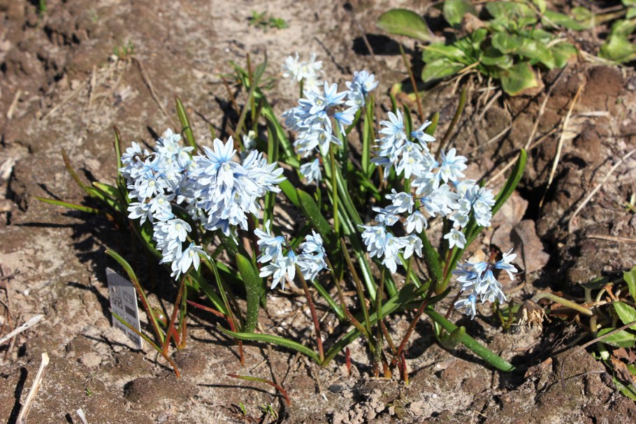 Примула Бартл