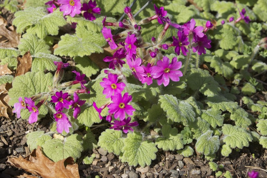 Примула высокая (Primula elatior),
