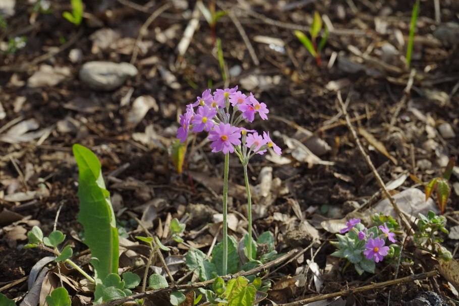 Первоцвет мучнистый (Primula farinosa).