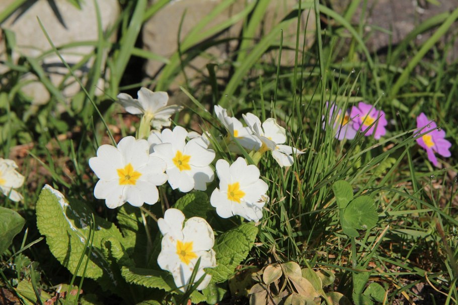 Примула лазурит f1