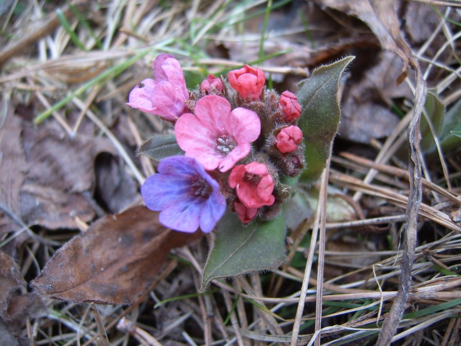 Кустарники первоцветы