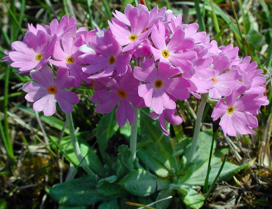 Примула farinosa