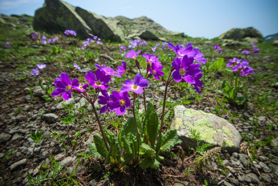 Примула Альпийская