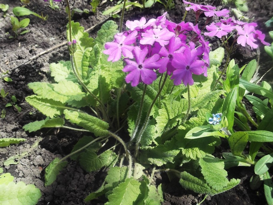 Первоцвет длиннострелочный