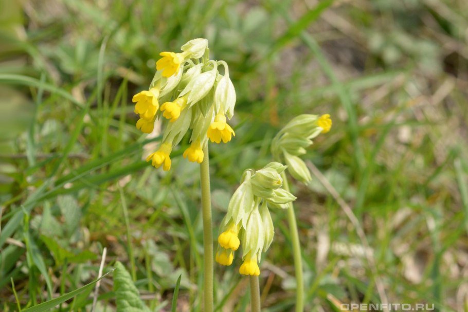 Первоцвет Дудчатый