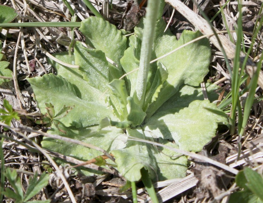 Первоцвет перистый Primula pinnata