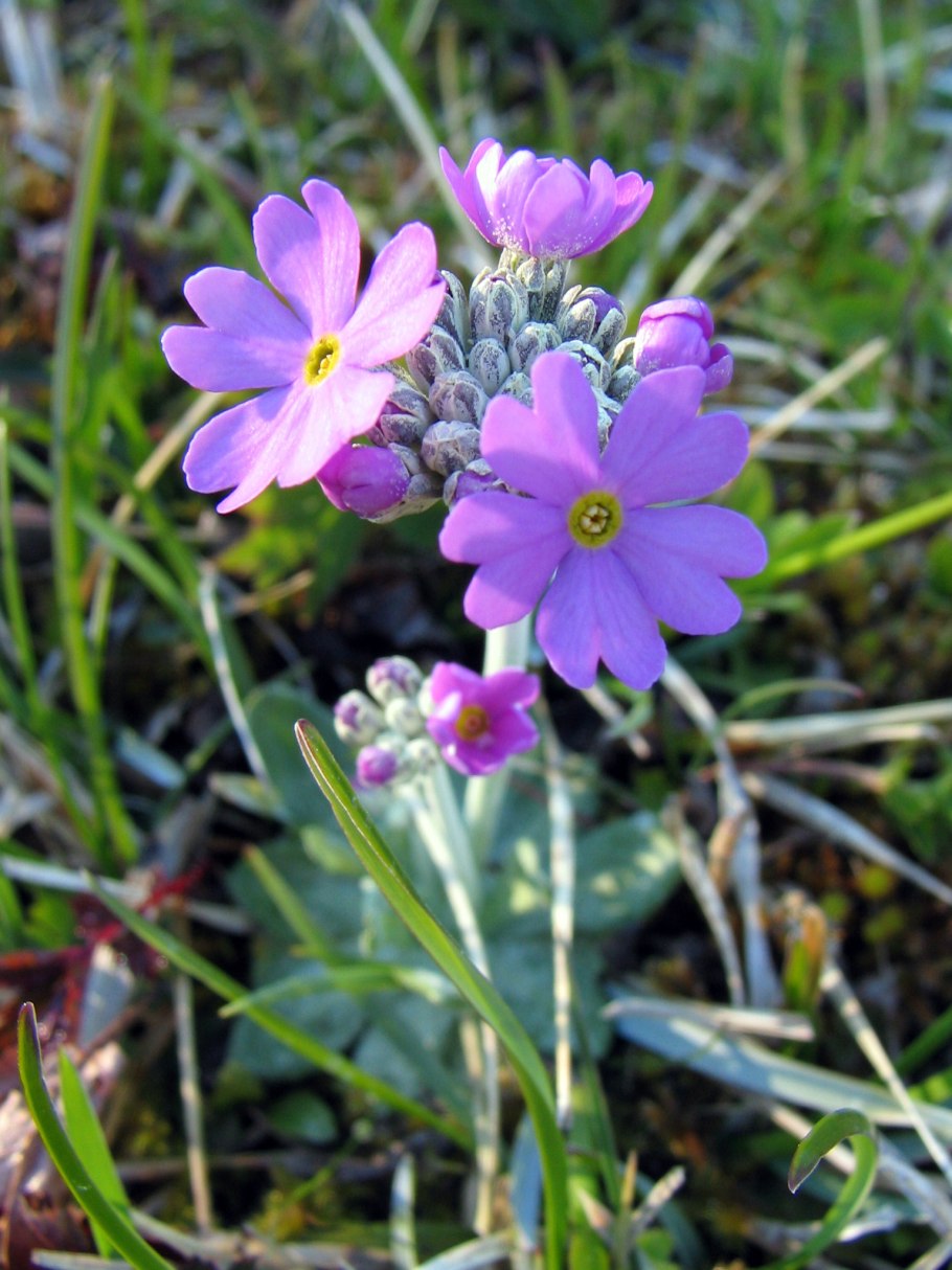 Primula farinosa