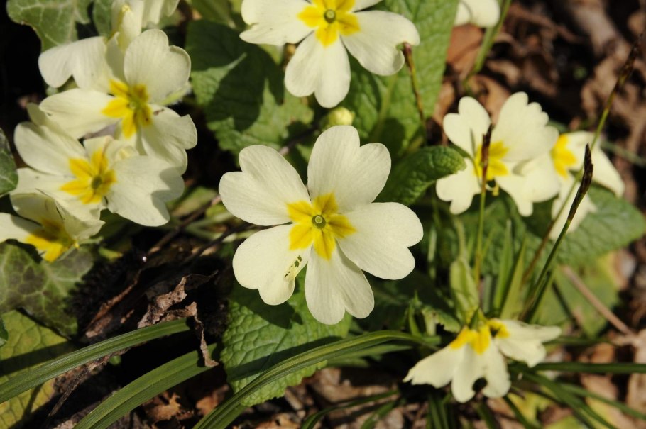 Примула остролистная