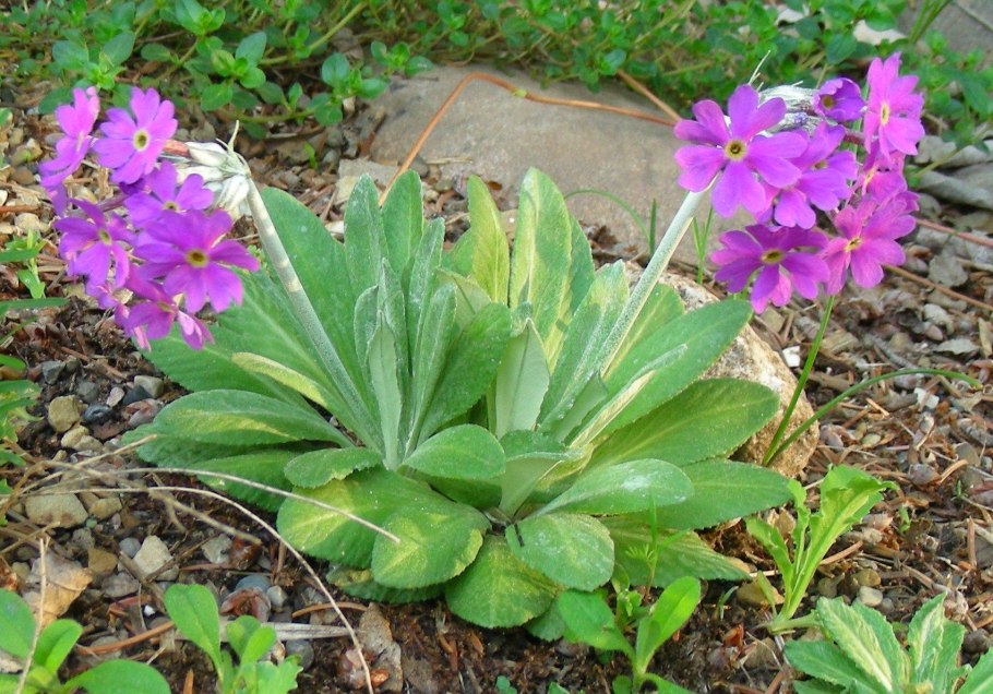 Примула первоцвет Галлера