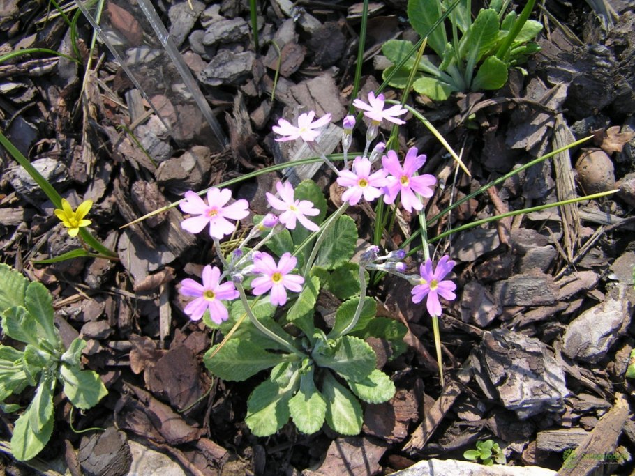 Примула мучнистая