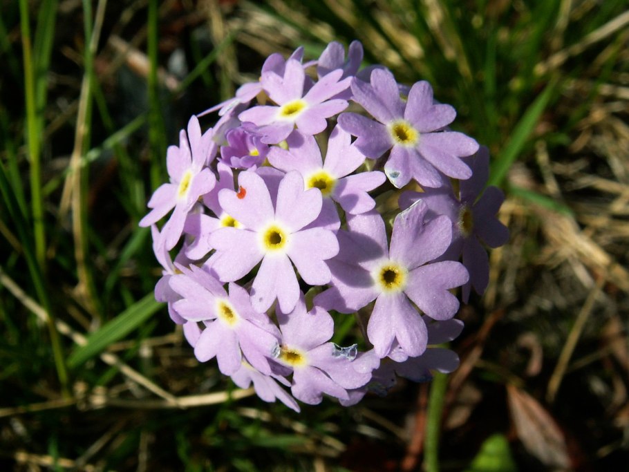 Примула Сибирская