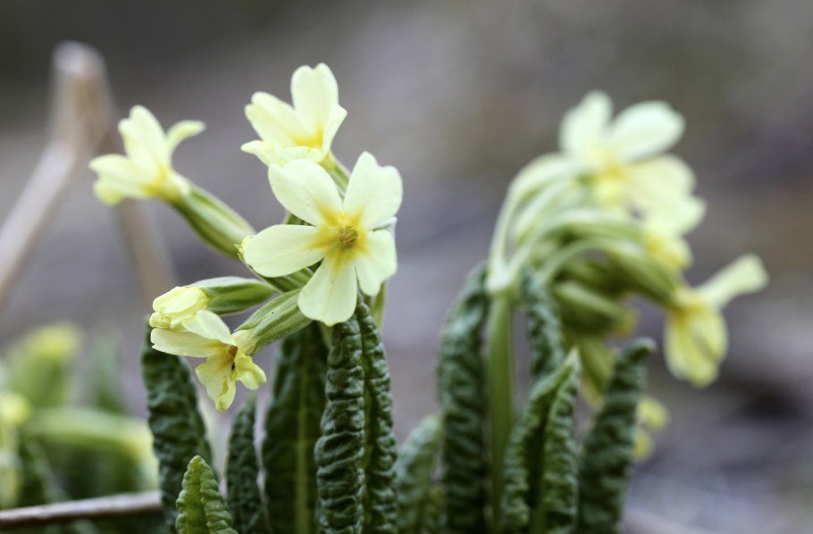 Первоцвет весенний лекарство