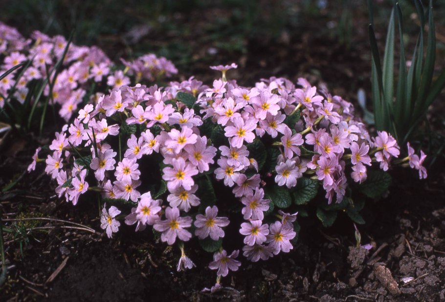 Примула Sue Jervis